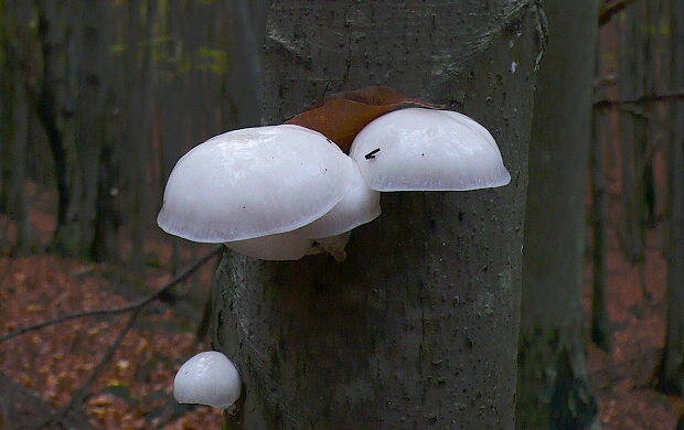 sliznačka obyčajná Mucidula mucida (Schrad.) Pat.