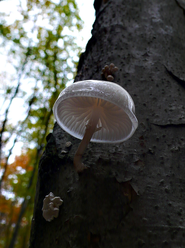 sliznačka obyčajná Mucidula mucida (Schrad.) Pat.