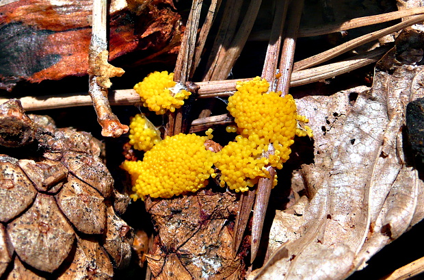 slizovka Myxomycetes