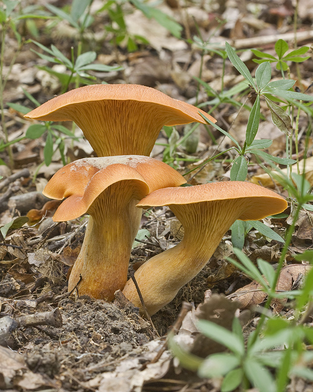 kališník hnedooranžový Omphalotus olearius (DC.) Singer