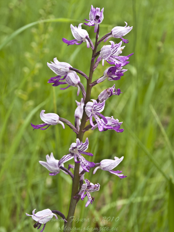 vstavač vojenský Orchis militaris L.