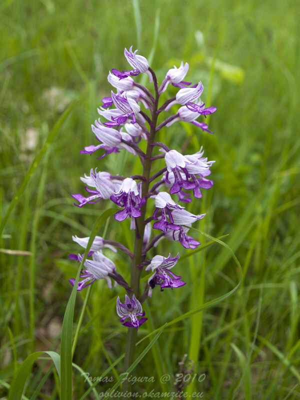 vstavač vojenský Orchis militaris L.