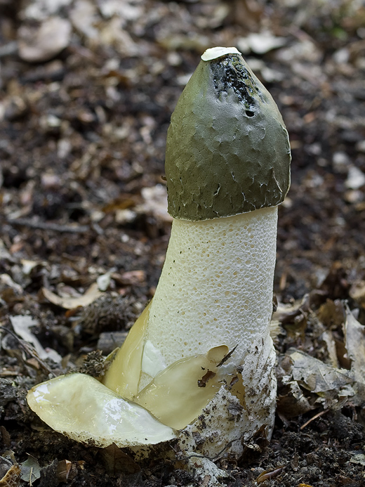 hadovka smradľavá Phallus impudicus L.