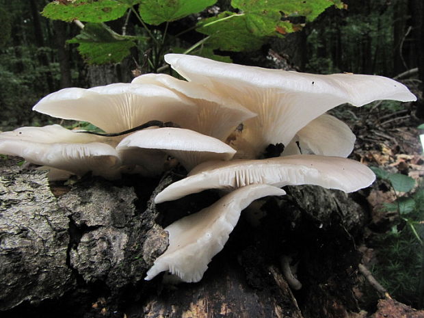 hliva buková Pleurotus pulmonarius (Fr.) Quél.