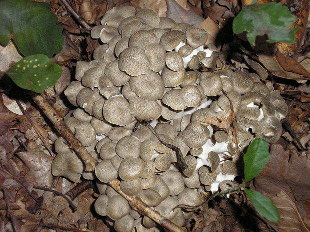 trúdnik klobúčkatý Polyporus umbellatus (Pers.) Fr.