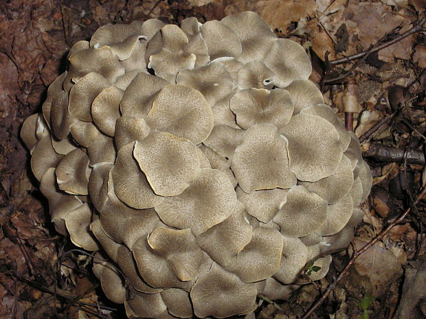 trúdnik klobúčkatý Polyporus umbellatus (Pers.) Fr.