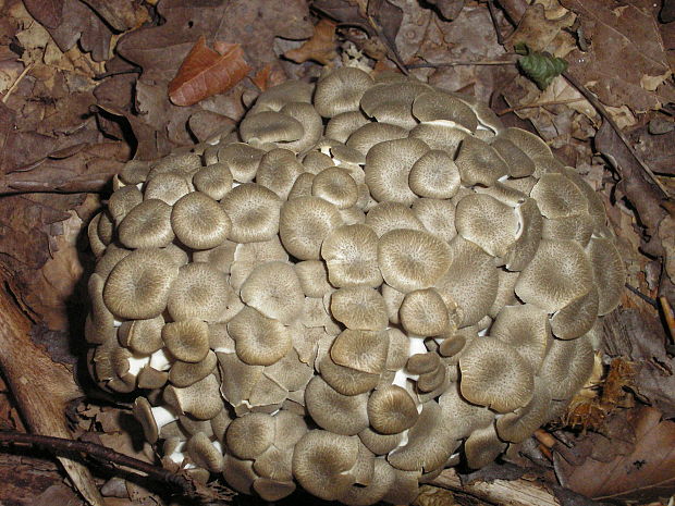 trúdnik klobúčkatý Polyporus umbellatus (Pers.) Fr.