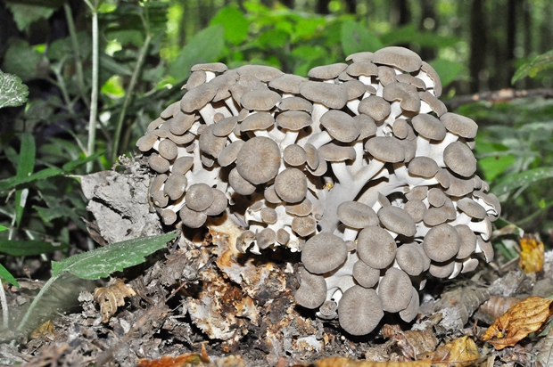 trúdnik klobúčkatý Polyporus umbellatus (Pers.) Fr.