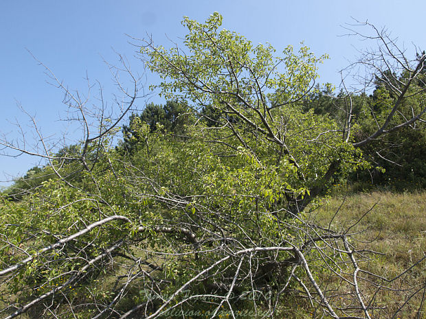 rešetliak skalný Rhamnus saxatilis Jacq.