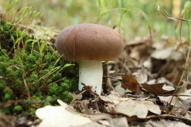 plávka modrastá Russula cyanoxantha (Schaeff.) Fr.