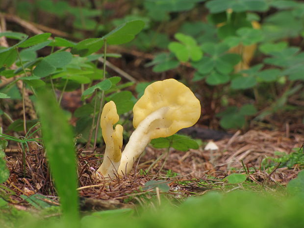 lopatička žltkastá Spathularia flavida Pers.