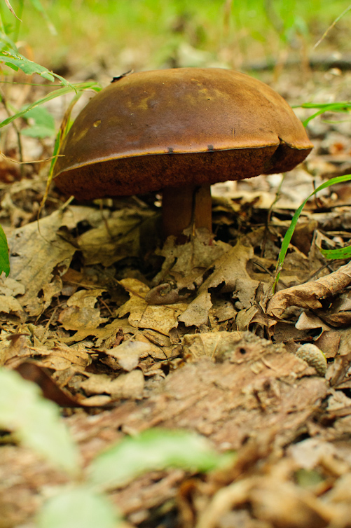 hríb zrnitohlúbikový Sutorius luridiformis (Rostk.) G. Wu & Zhu L. Yang