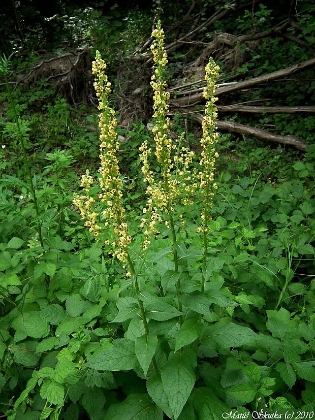 divozel čierny Verbascum nigrum L.