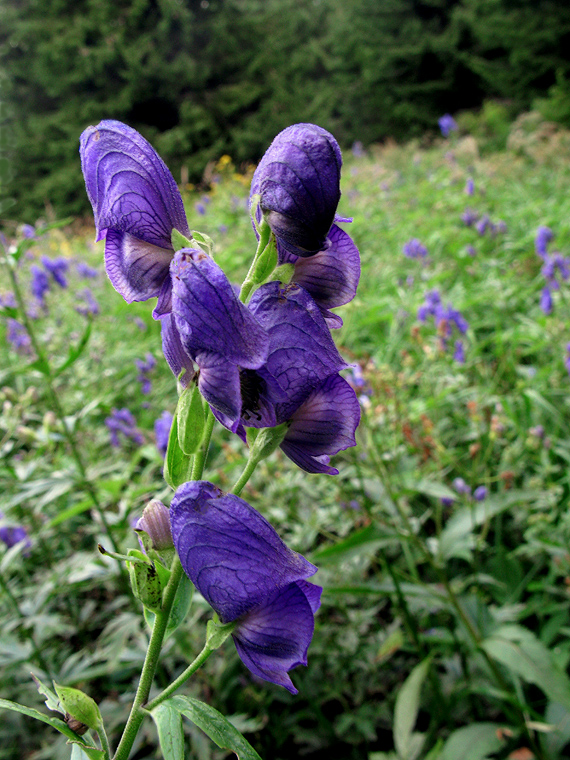 prilbica pestrá Aconitum variegatum L.