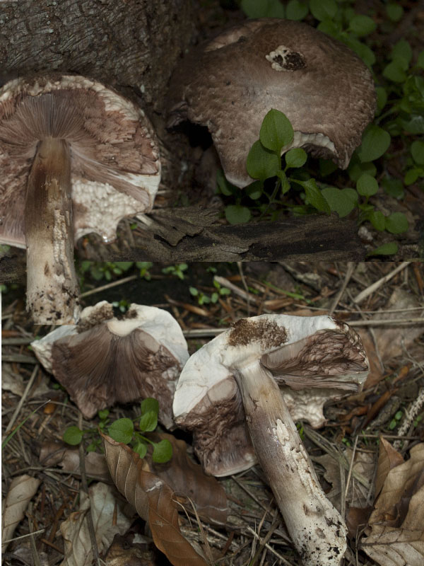 pečiarka Agaricus