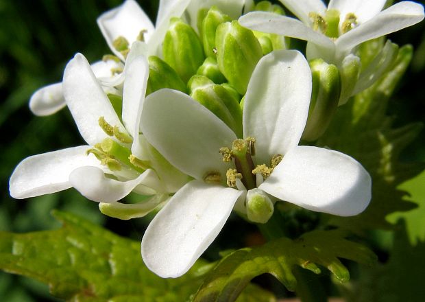 cesnačka lekárska Alliaria petiolata (M. Bieb.) Cavara et Grande