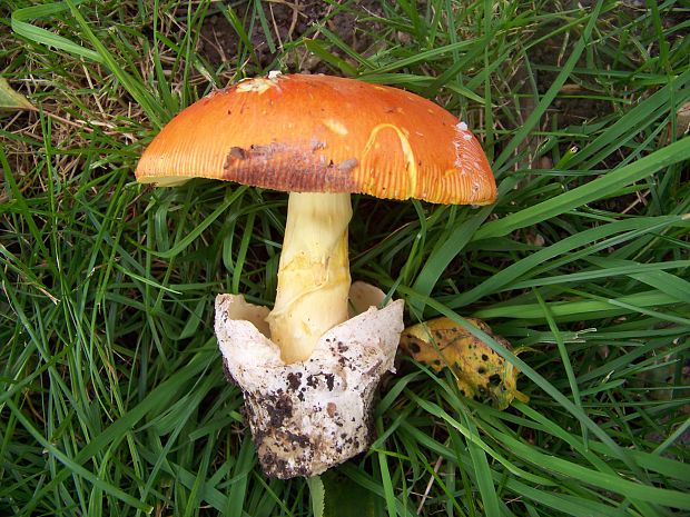 muchotrávka cisárska Amanita caesarea (Scop.) Pers.