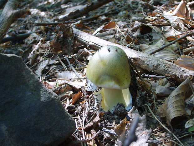 muchotrávka zelená Amanita phalloides (Vaill. ex Fr.) Link