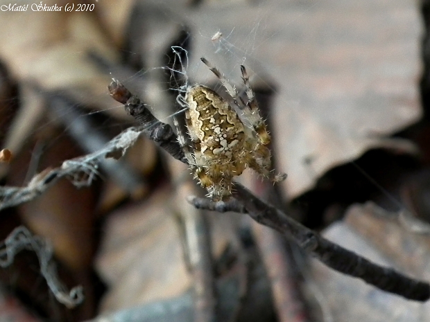 križiak obyčajný Araneus diadematus