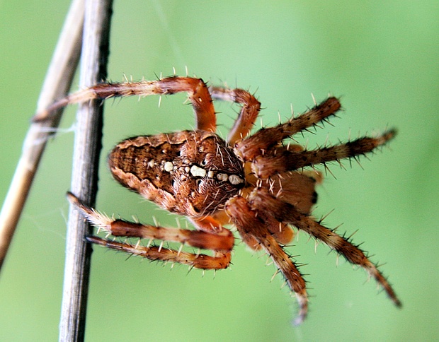 križiak obyčajný Araneus diadematus