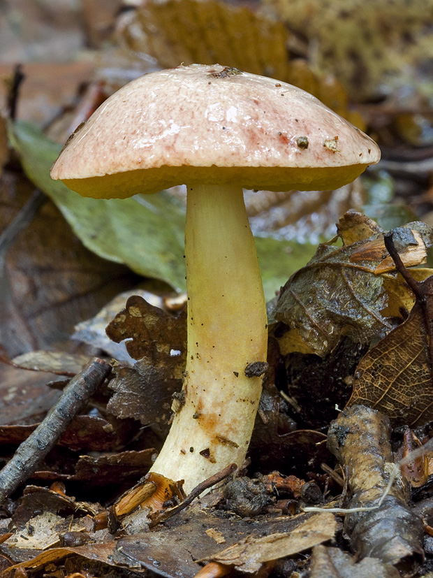 zlatohríb úhľadný Aureoboletus gentilis (Quél.) Pouzar