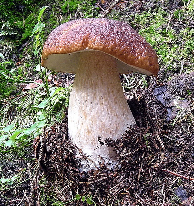 hríb smrekový Boletus edulis Bull.