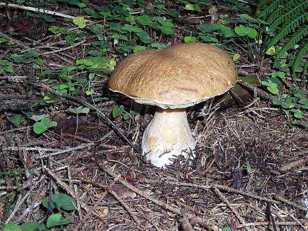 hríb smrekový Boletus edulis Bull.