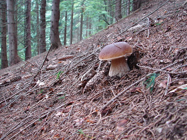 hríb smrekový Boletus edulis Bull.