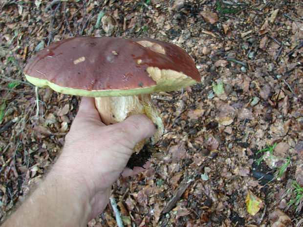 hríb sosnový Boletus pinophilus Pil. et Dermek in Pil.