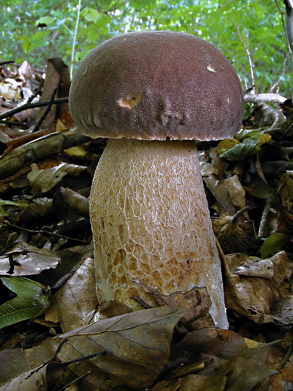 hríb dubový Boletus reticulatus Schaeff.