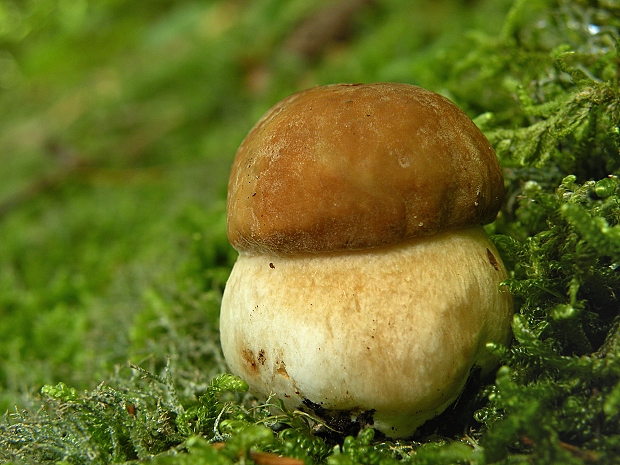 hríb dubový Boletus reticulatus Schaeff.