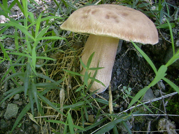 hríb dubový Boletus reticulatus Schaeff.