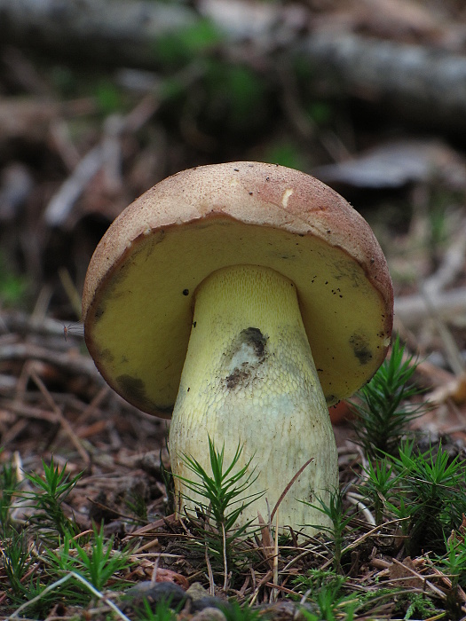 hríb príveskatý Butyriboletus appendiculatus (Schaeff. ex Fr.) Secr.