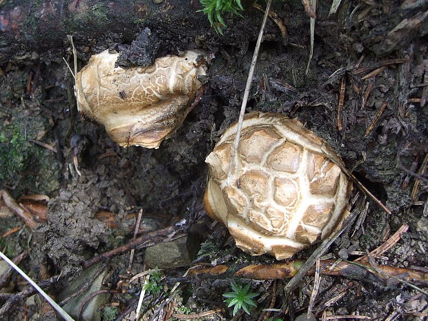 náramkovka cisárska Catathelasma imperiale (P. Karst.) Singer