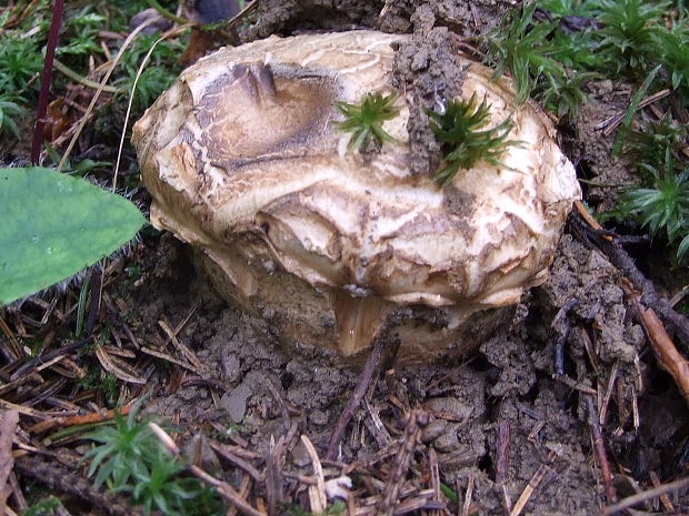 náramkovka cisárska Catathelasma imperiale (P. Karst.) Singer