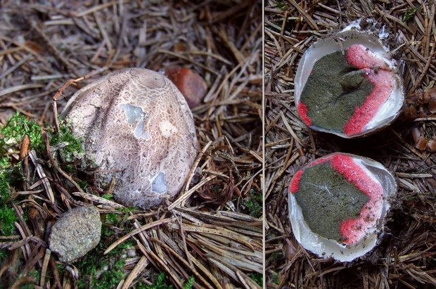 mrežovka kvetovitá Clathrus archeri (Berk.) Dring