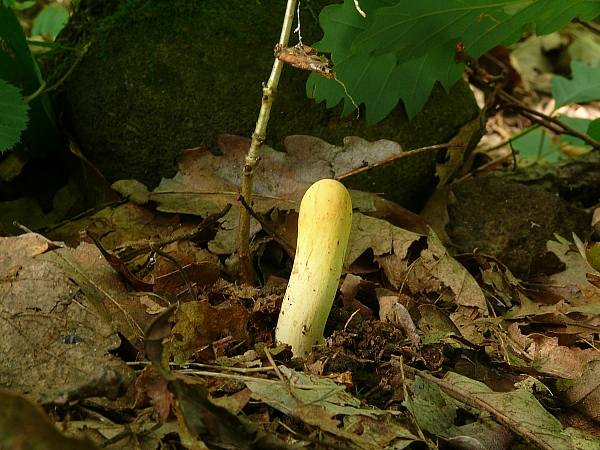 kyjak obrovský Clavariadelphus pistillaris (Fr.) Donk