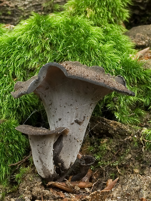 lievik trúbkovitý Craterellus cornucopioides (L.) Pers.