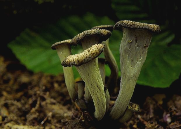 lievik trúbkovitý Craterellus cornucopioides (L.) Pers.