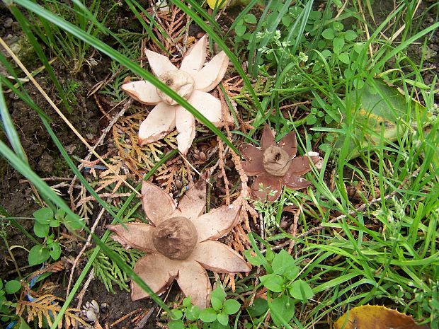 hviezdovka červenkastá Geastrum rufescens Pers.