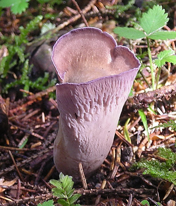 lievikovec kyjakovitý Gomphus clavatus (Pers.) Gray