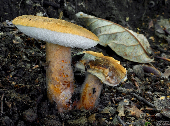 hríbnik gaštanovohnedý Gyroporus castaneus (Bull.) Quél.