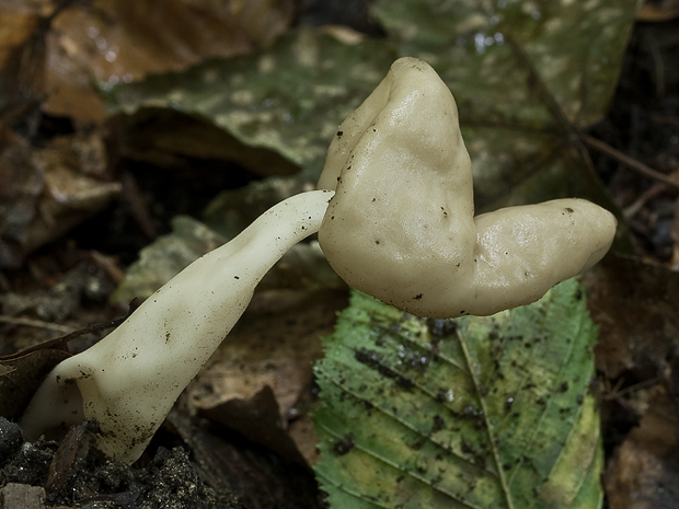 chriapač pružný  Helvella elastica Bull.