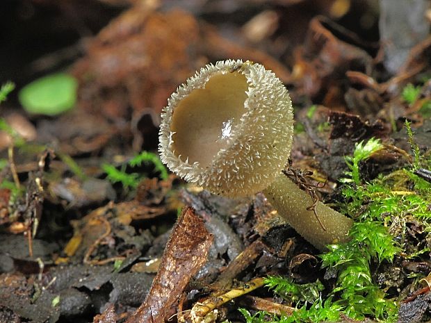 chriapač brvitý Helvella macropus (Pers.) P. Karst.