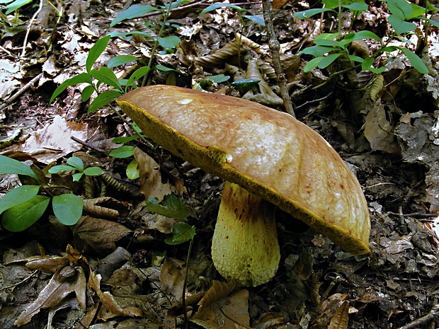 hríb jamkatý Hemileccinum depilatum (Redeuilh) Šutara