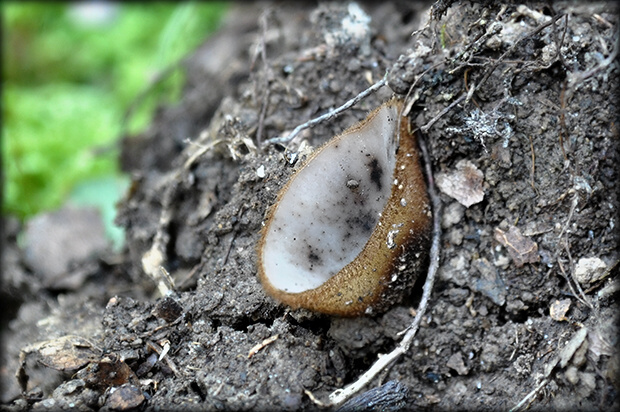 humária polguľovitá Humaria hemisphaerica (F.H. Wigg.) Fuckel