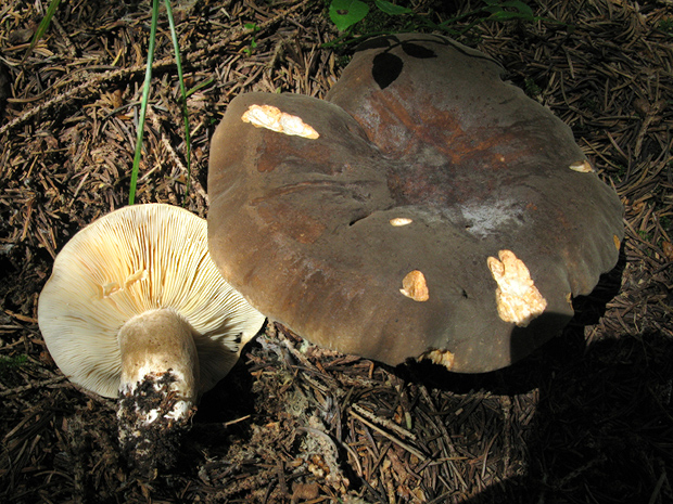 rýdzik sadzový Lactarius picinus Fr.