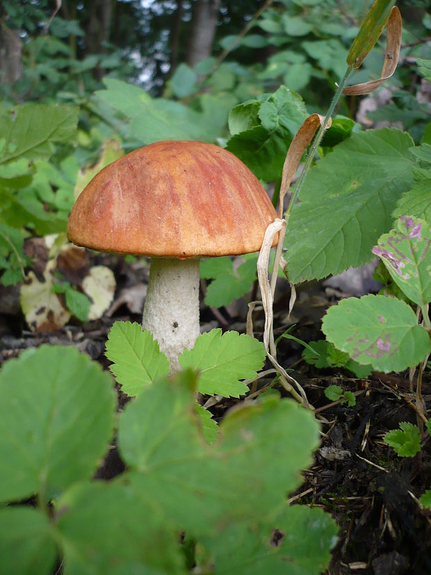 kozák osikový Leccinum albostipitatum den Bakker & Noordel.