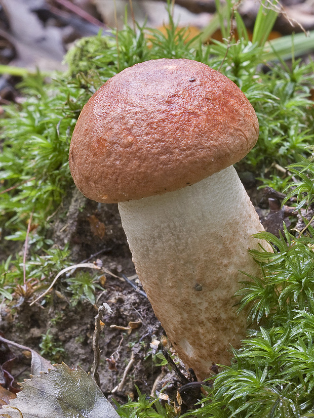 kozák dubový Leccinum aurantiacum (Bull.) Gray