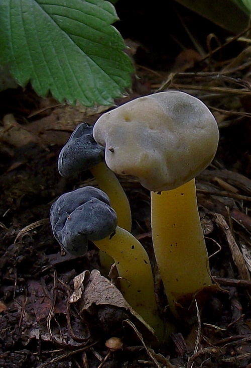 klincovka slizká Leotia lubrica (Scop.) Pers.